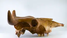 African Cattle Skull