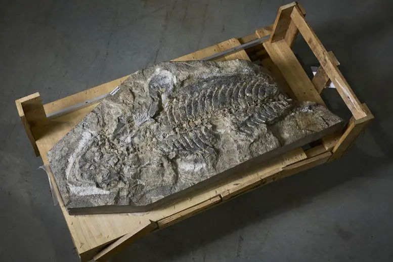 Arenaerpeton supinatus Fossil