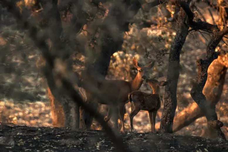Black-Tailed Deer With Her Fawn After Wildfire
