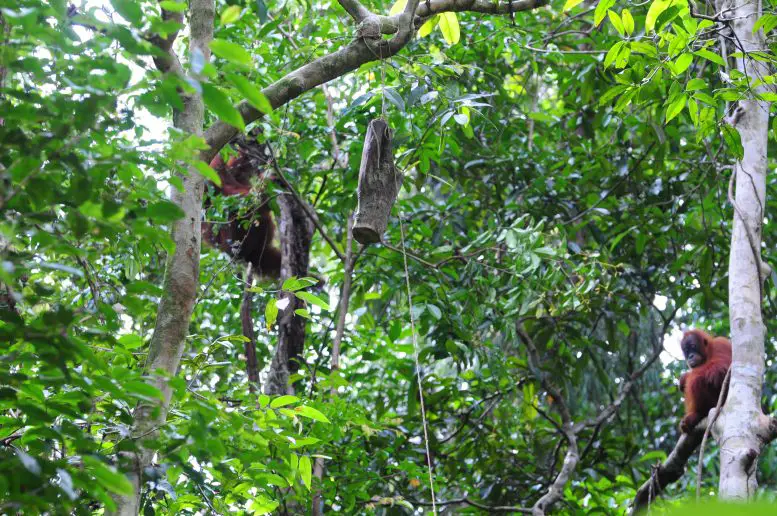 Experimental Log Being Observed by an Orangutan