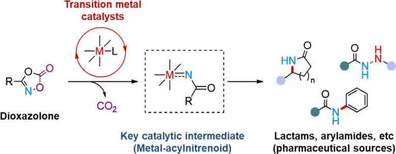 Transition Metal Catalyzed Amidation Using Dioxazolone Reagent